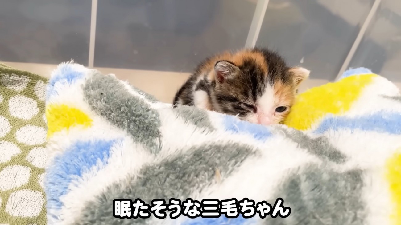 テロップ「眠たそうな～」