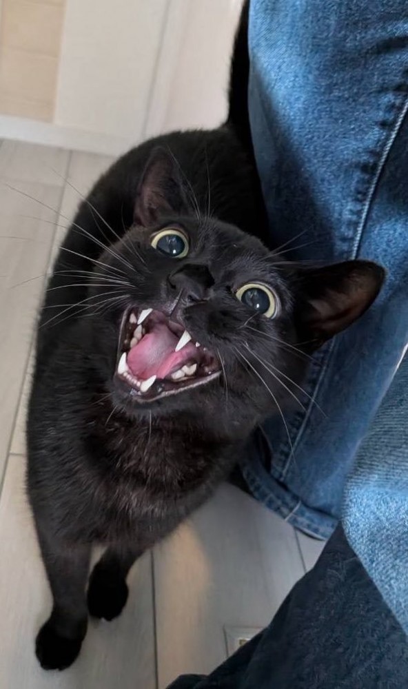 ペットシッターの足元にすり寄る猫