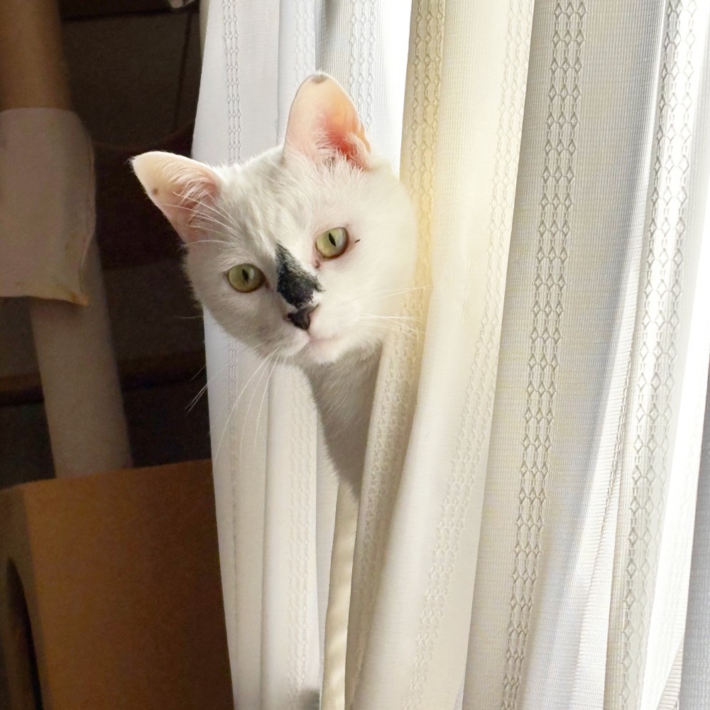 カーテンから顔を見せる猫