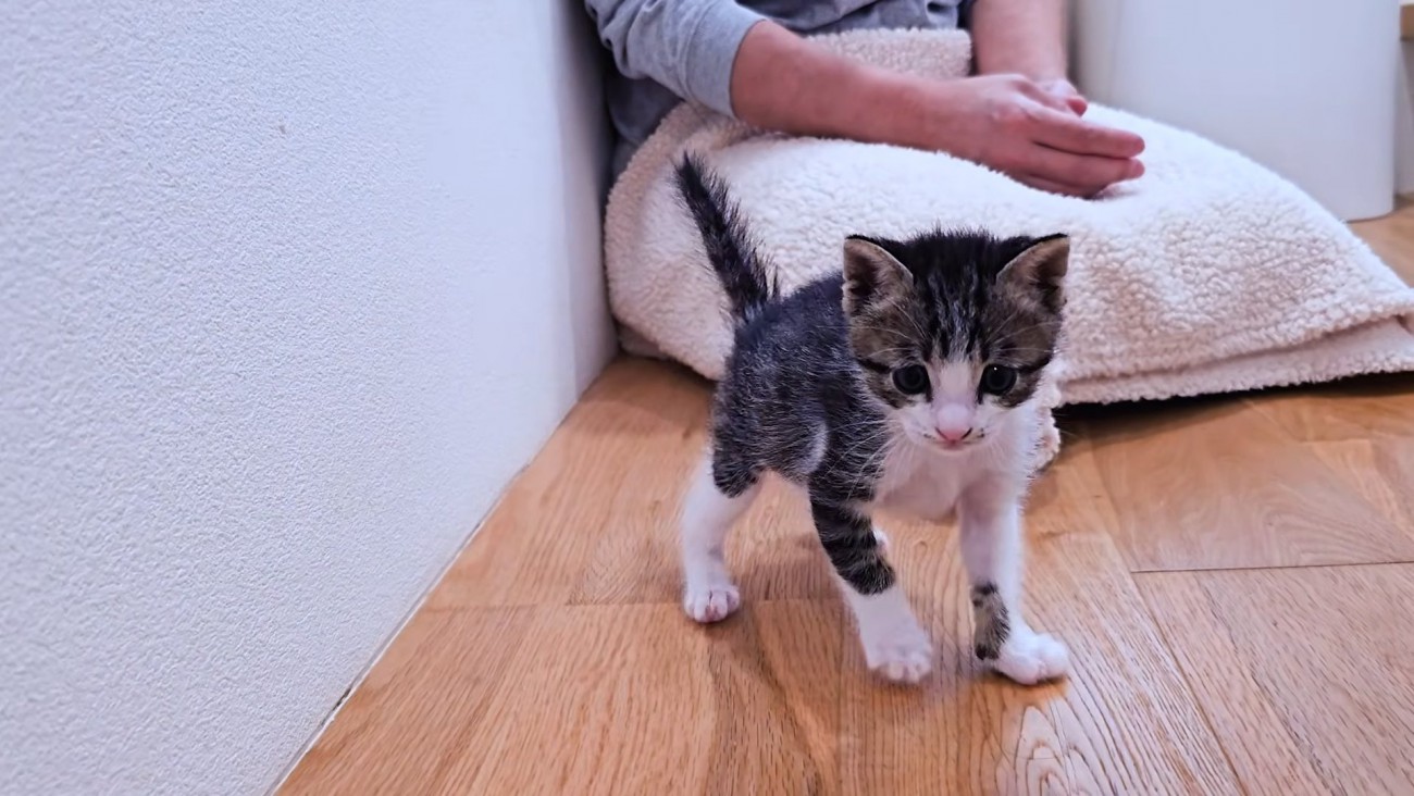 立っている子猫