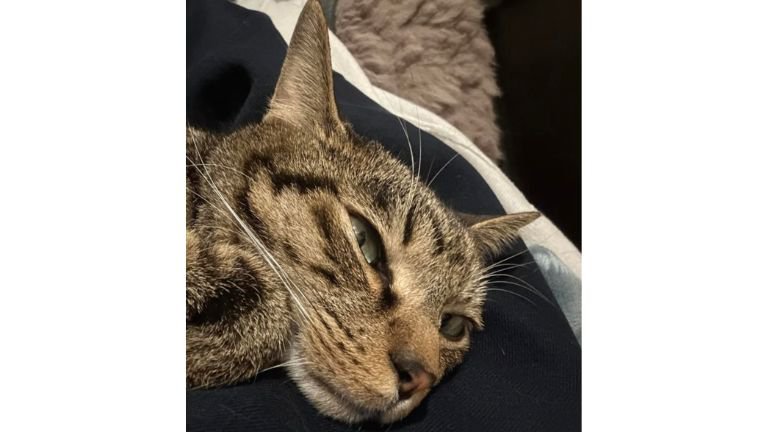 くつろいでいる猫