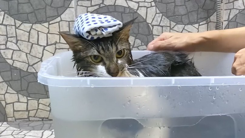 お風呂に入る猫