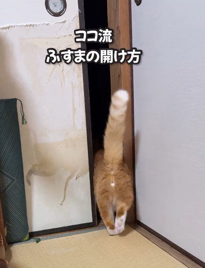 しっぽを上げながら襖の向こうへ歩いていく猫