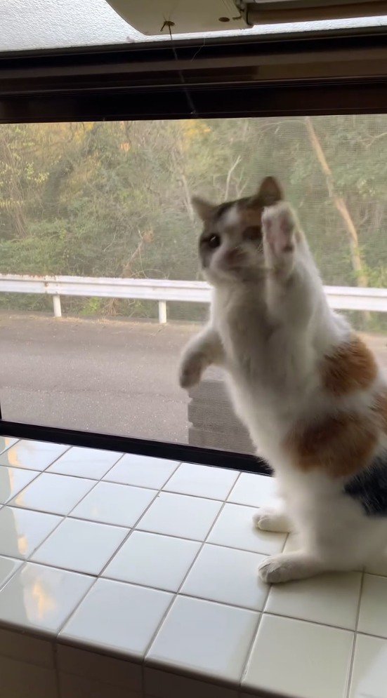 前足を上げてカメラに視線を送る猫