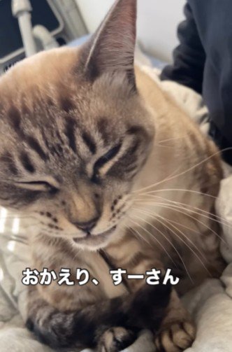 膝の上に座る猫
