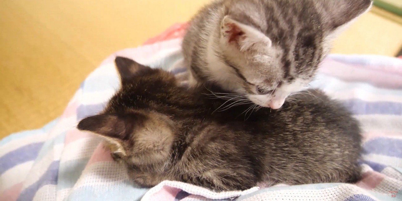 別の猫の背中を見つめる猫