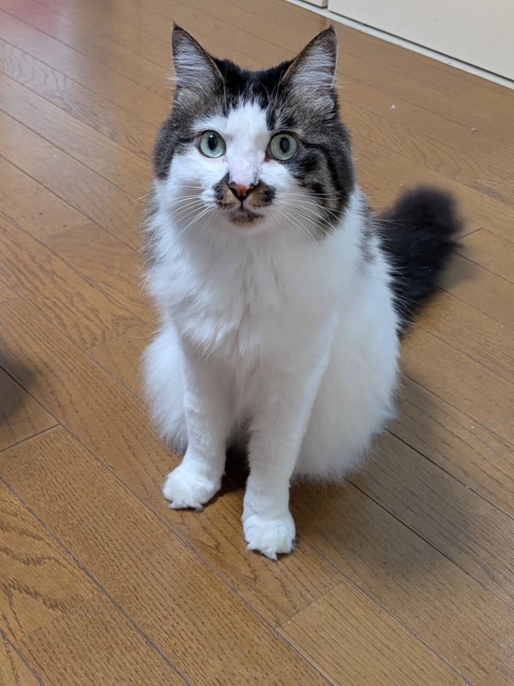 床に座ってカメラを見つめる猫