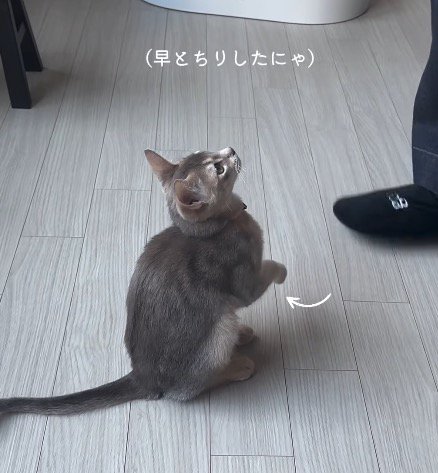 飼い主を見て前足を上げる猫
