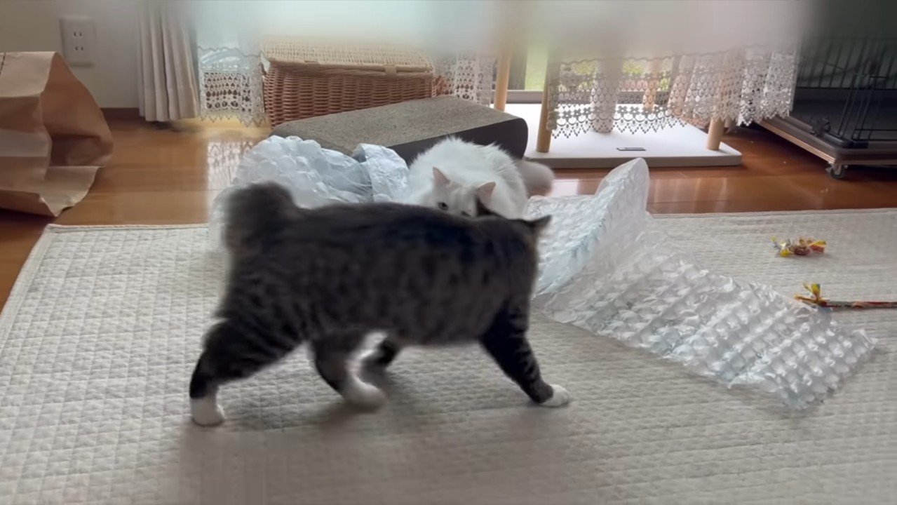 やんのかポーズ