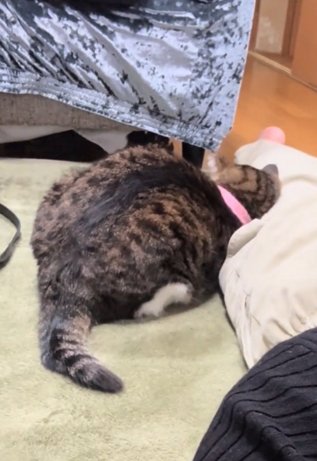 顔を擦り付ける猫