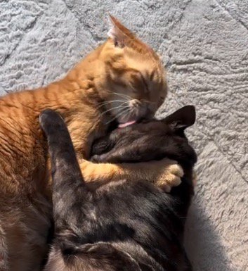 茶トラ猫に額を舐められる黒猫