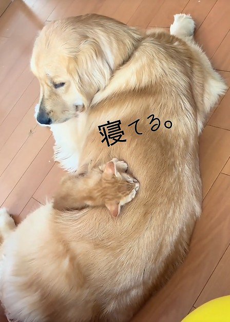 犬の背中で眠る子猫