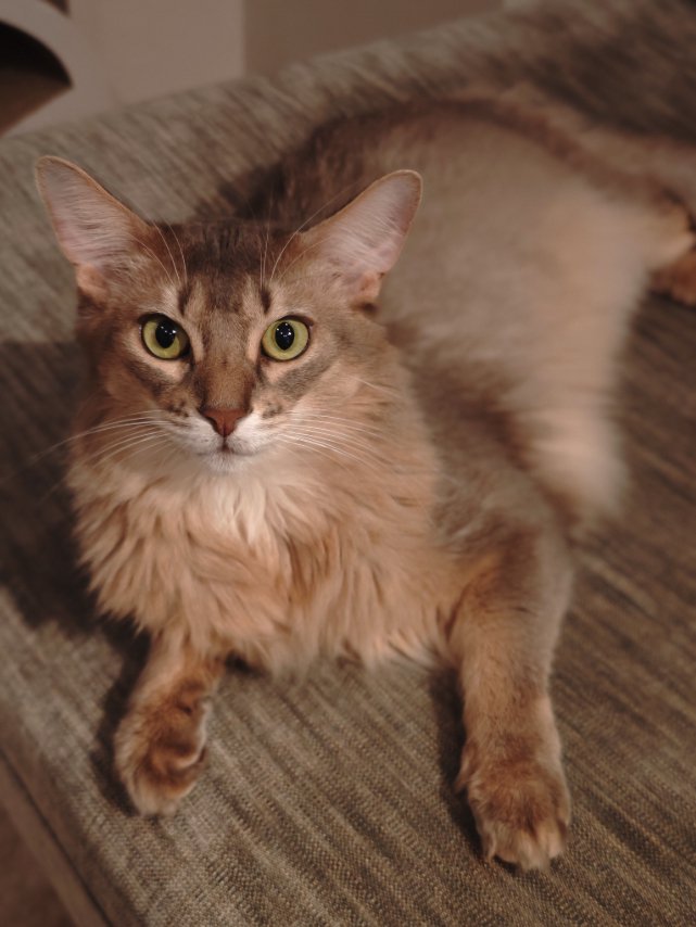 伏せをしてカメラを見上げる猫