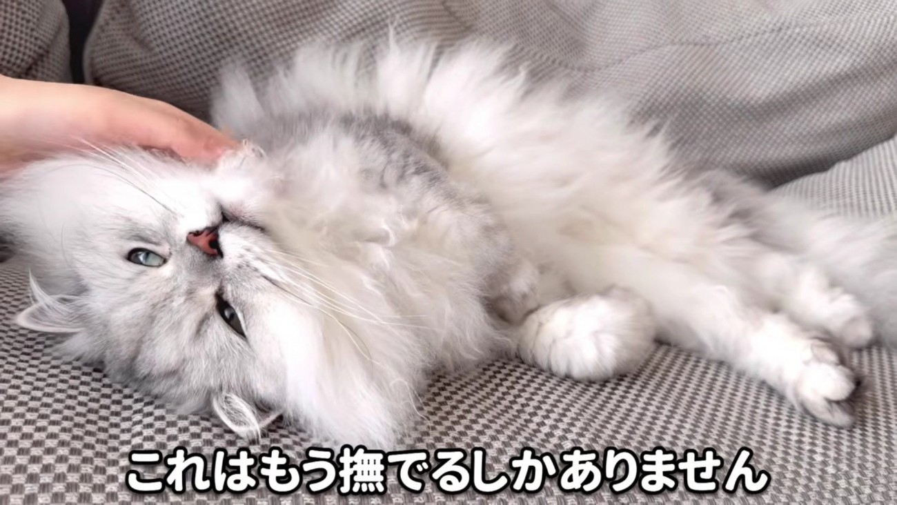 飼い主さんに撫でられるモルンさん