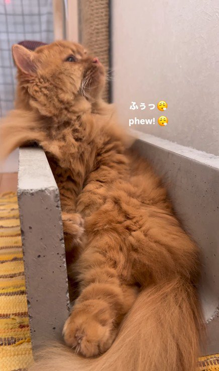 ため息をつく猫