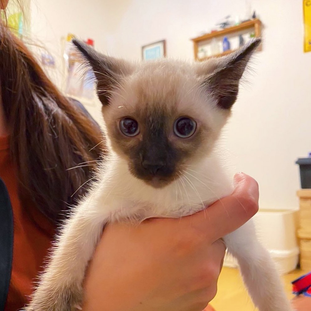 抱っこされる子猫