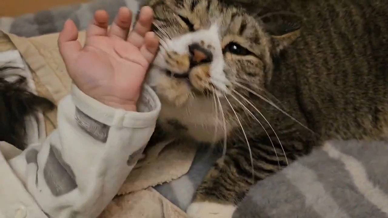 赤ちゃんの手に顔を近づける猫
