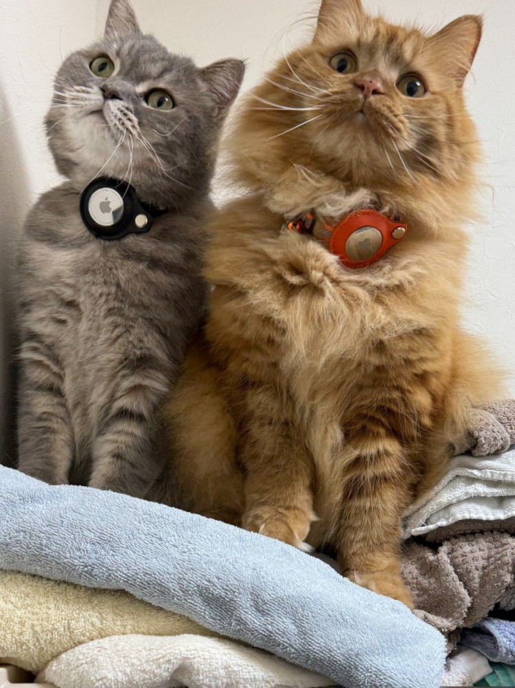 座っている猫2匹