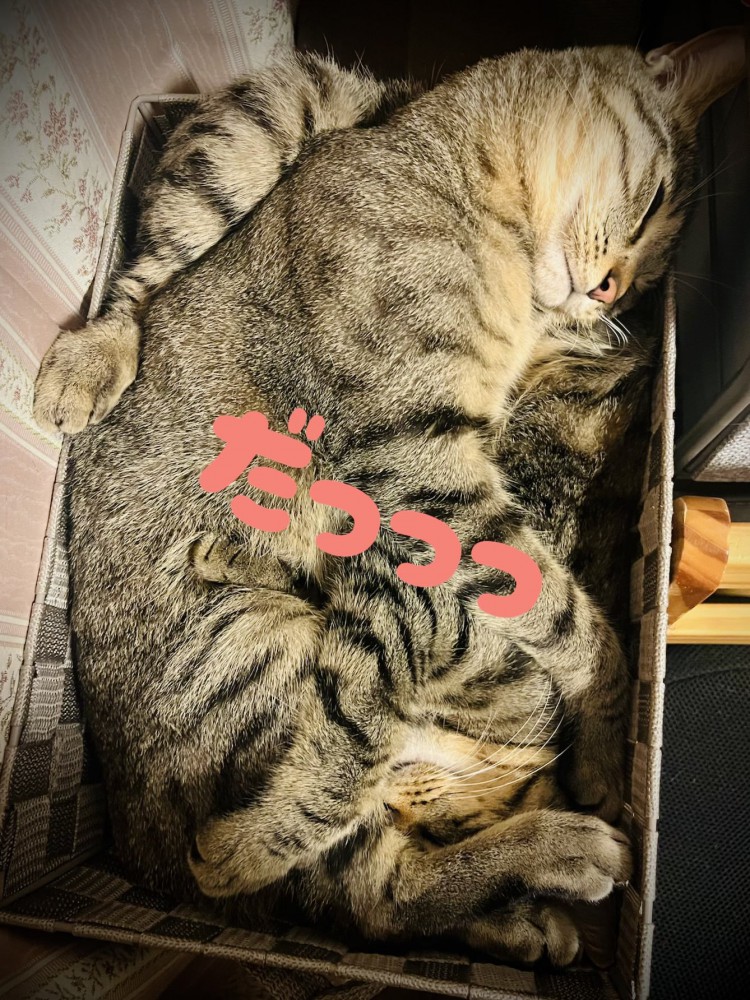 寝る2匹の猫