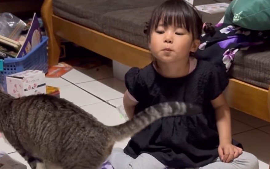 目で猫の動きを追う女の子