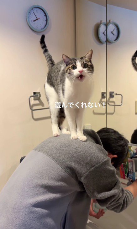 男の子の背中に乗っている猫