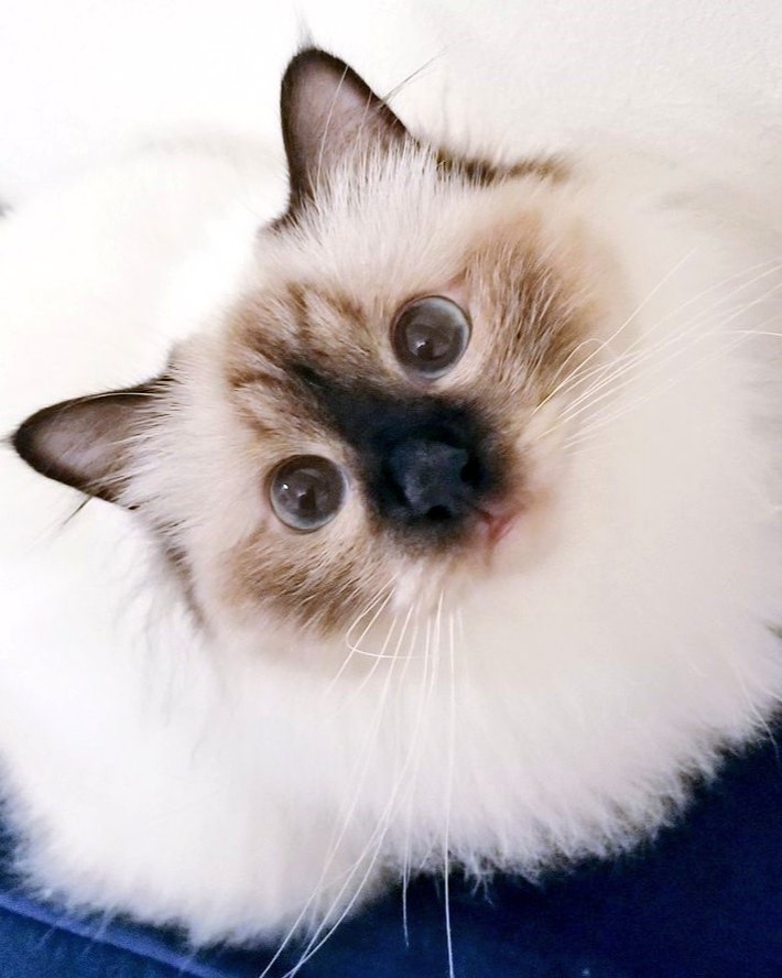 冬毛の猫（うすい）