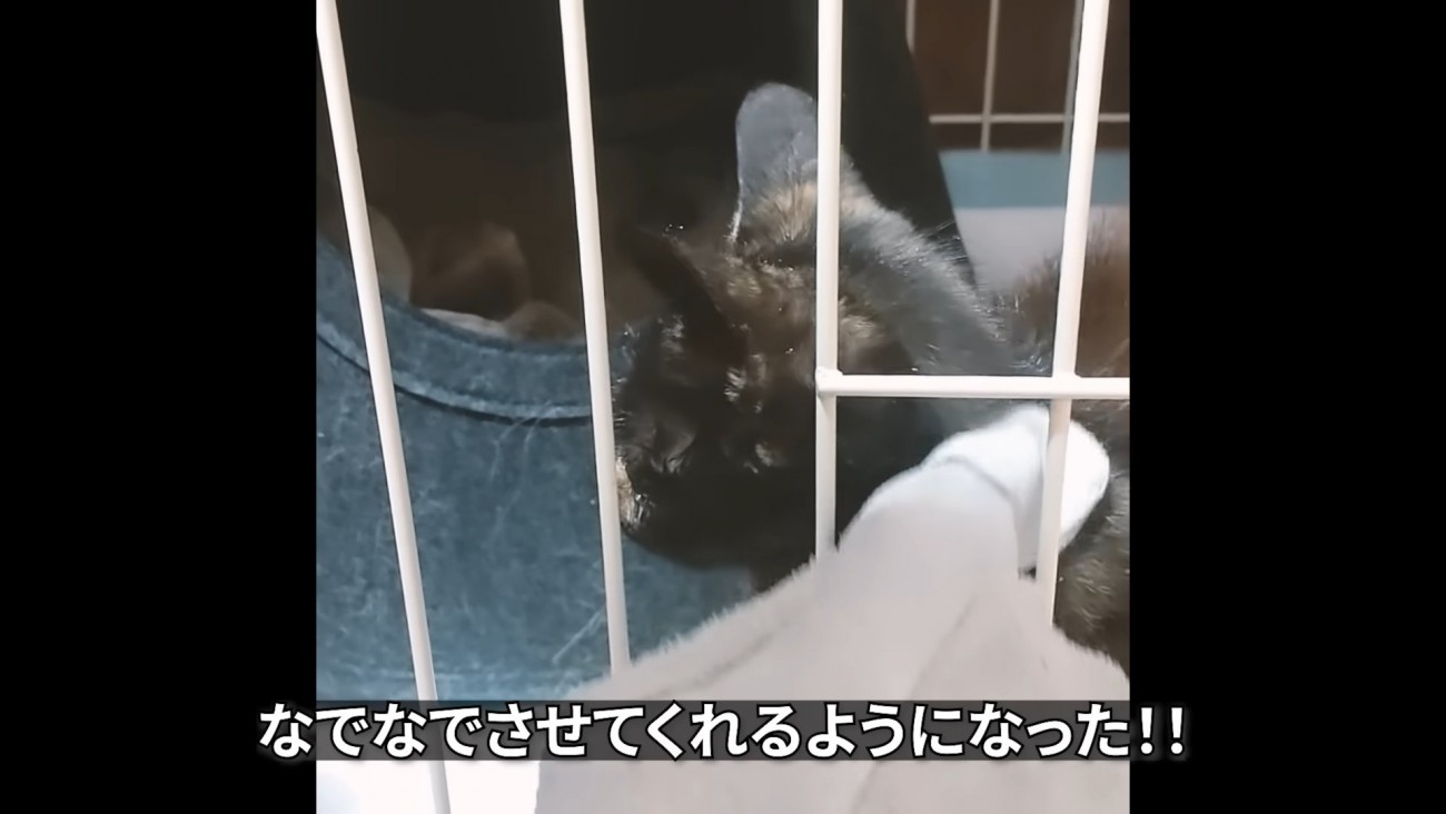 首をなでられる子猫
