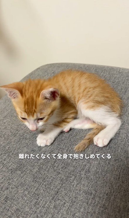 目を覚ます子猫