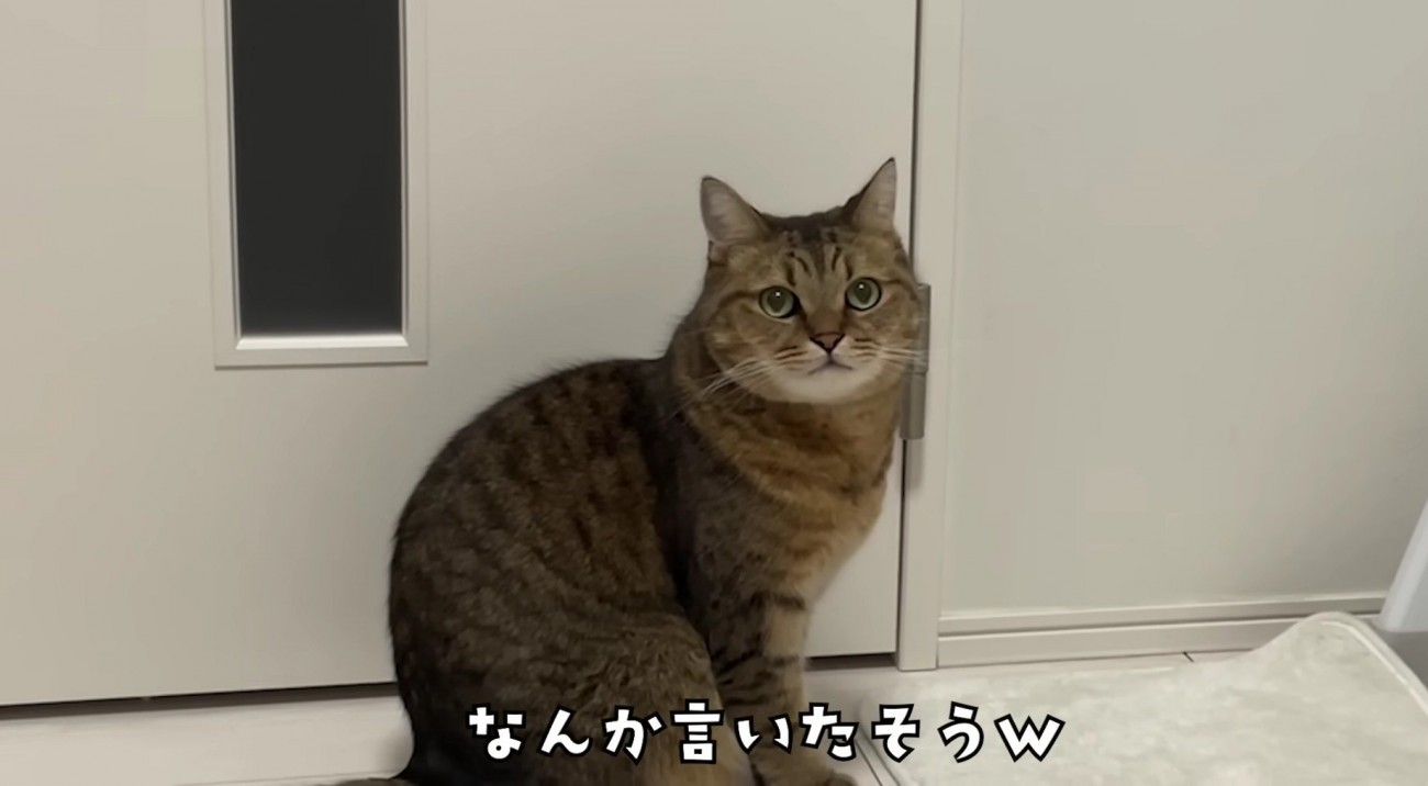 何か言いたげに飼い主さんwみつめるみにらくん