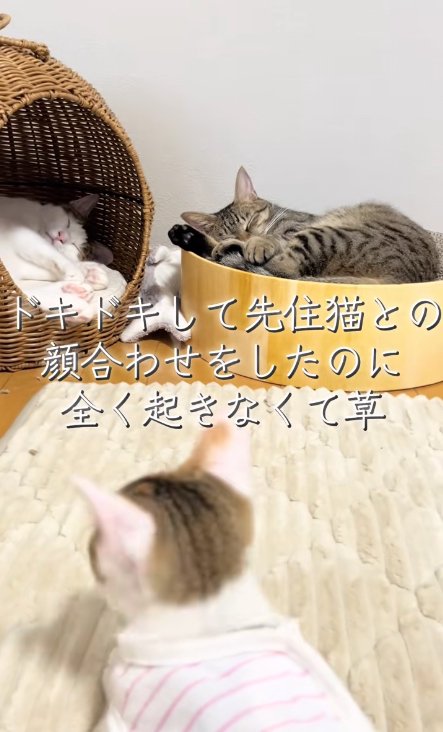 寝ているキジ白ハチワレの方を向く子猫