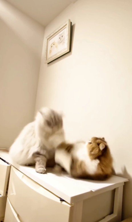 ケンカをしている2匹の猫