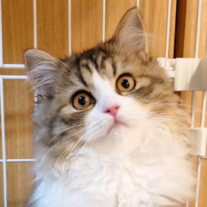 カメラを見つめる子猫の顔