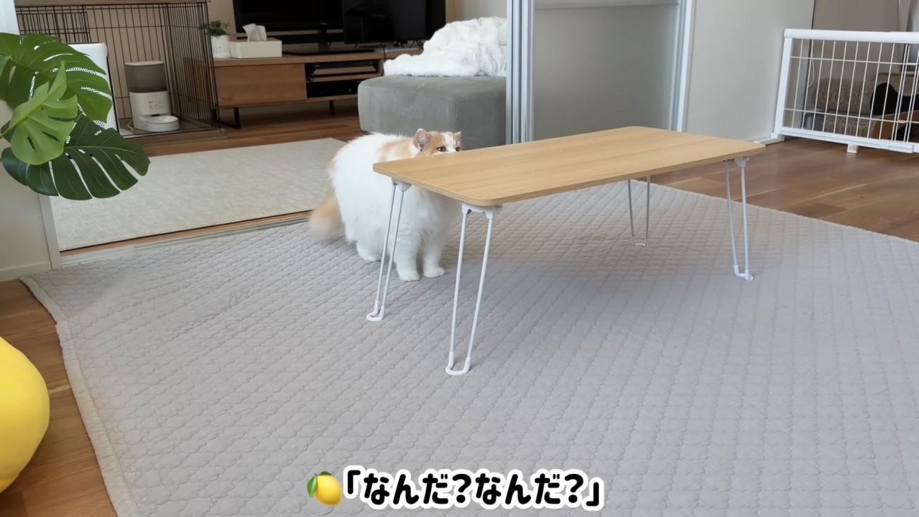テーブルに近づく猫