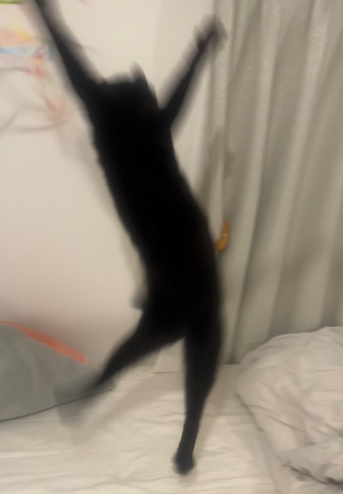 ジャンプする猫