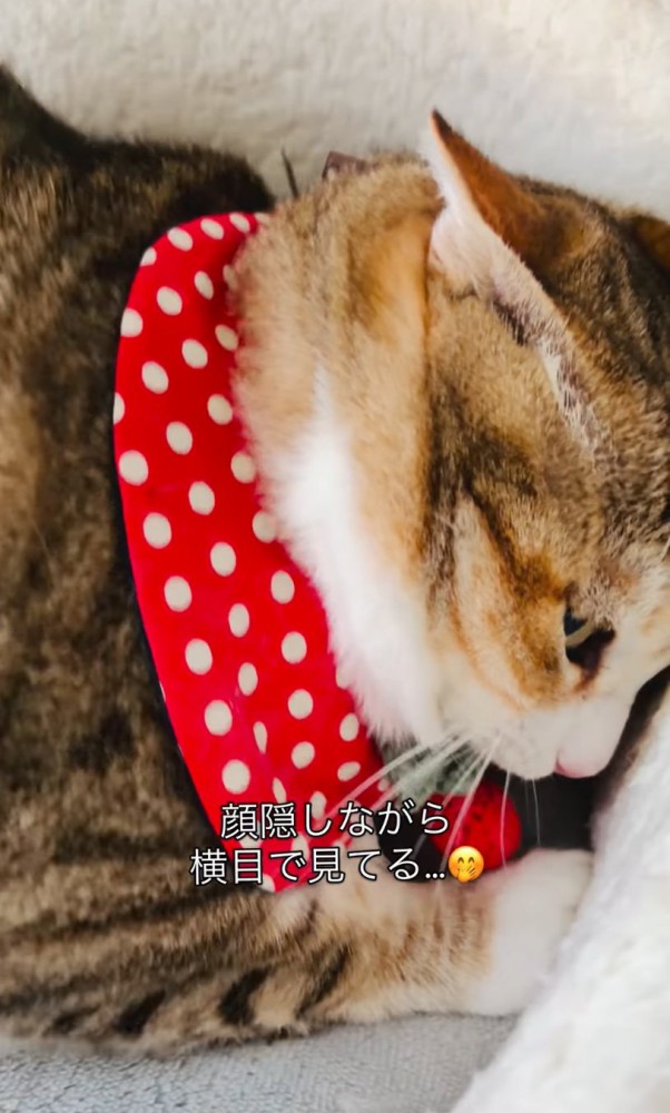 横目でチラ見する猫