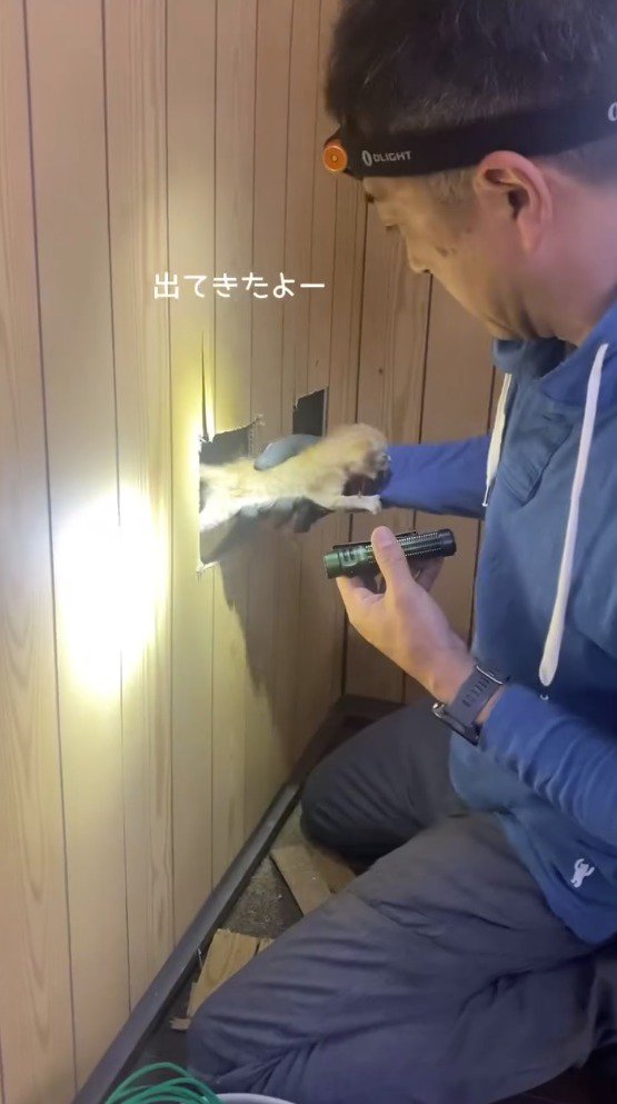 壁に開けた穴から子猫を拾い上げる飼い主