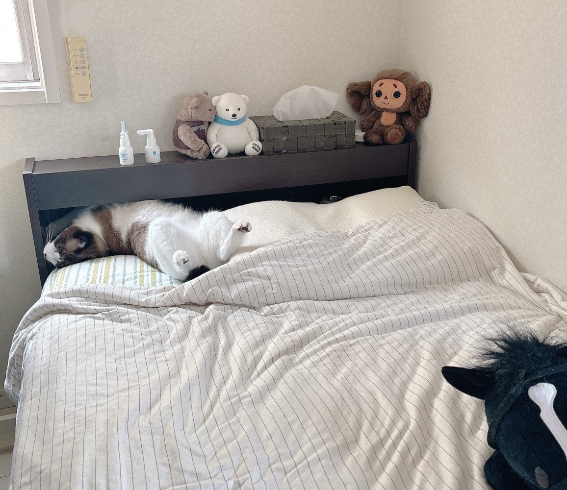 寝ているぽんちゃん