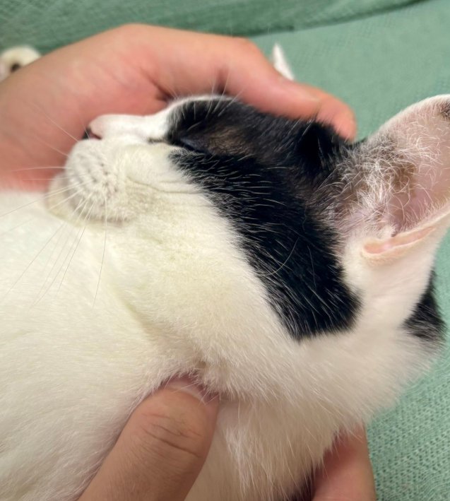 手に包まれて眠る猫の首から上