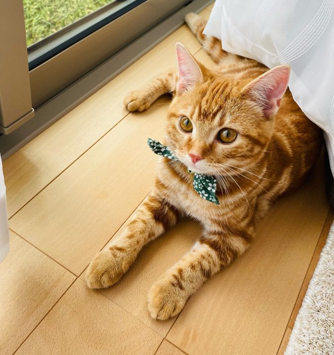 床でふせている猫