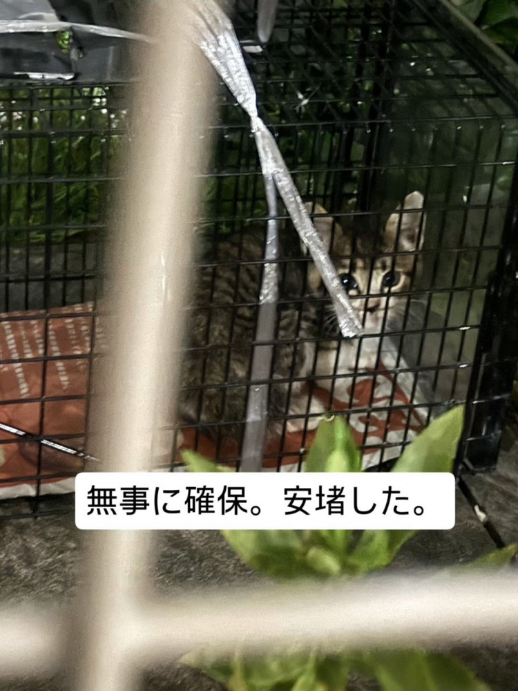 捕獲器の中にいる子猫