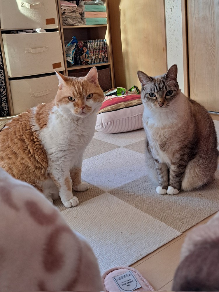 並んで座る2匹の猫