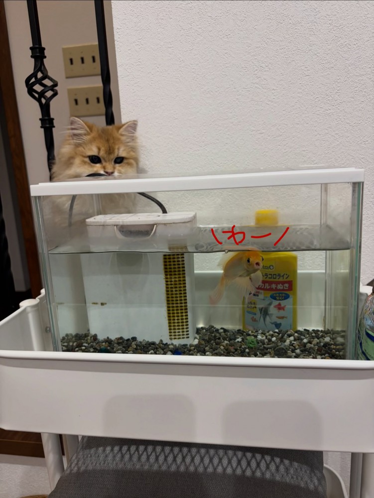 水槽を見ている子猫