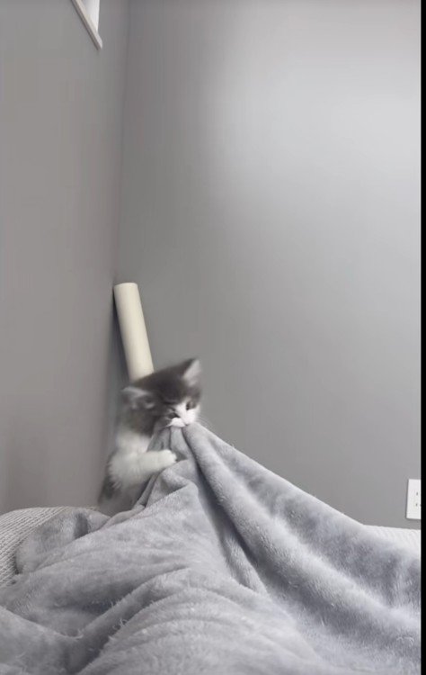 人に噛みついている子猫