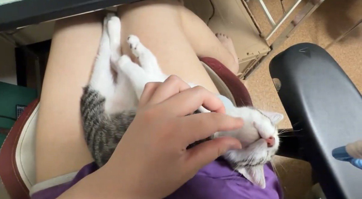 あごの下を撫でられるキジ白の子猫