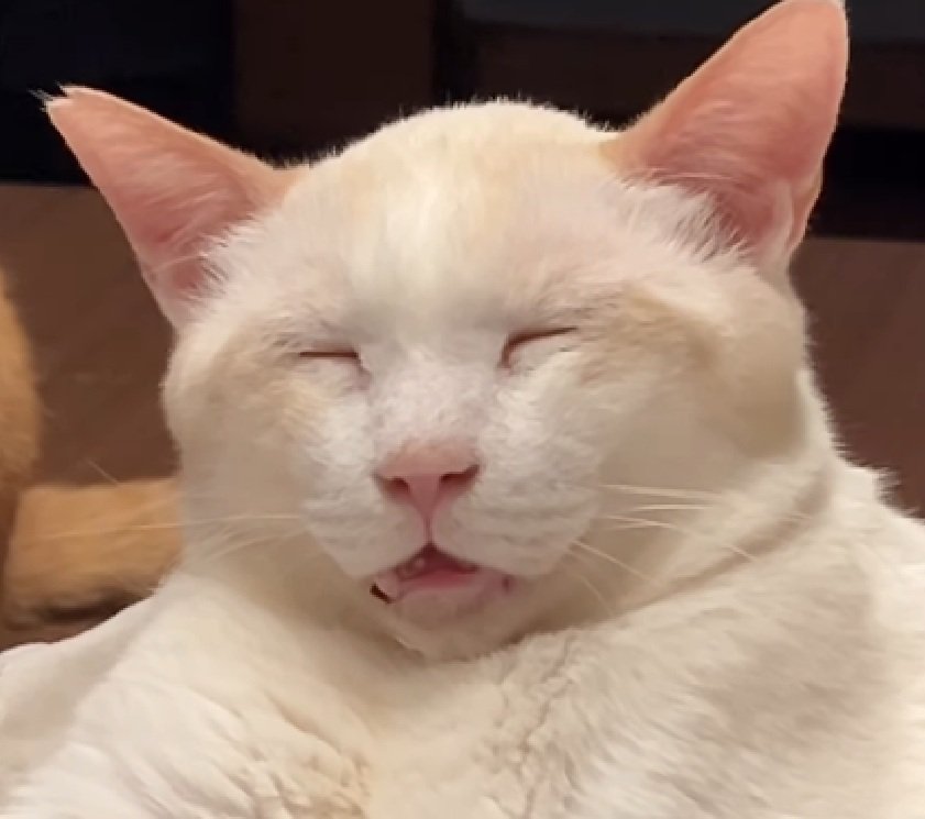 口を開けて眠る猫