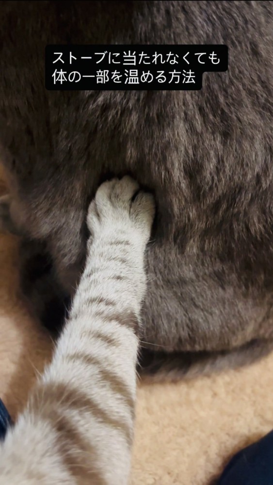 グレートラ猫の体にフミフミするシャムトラ猫