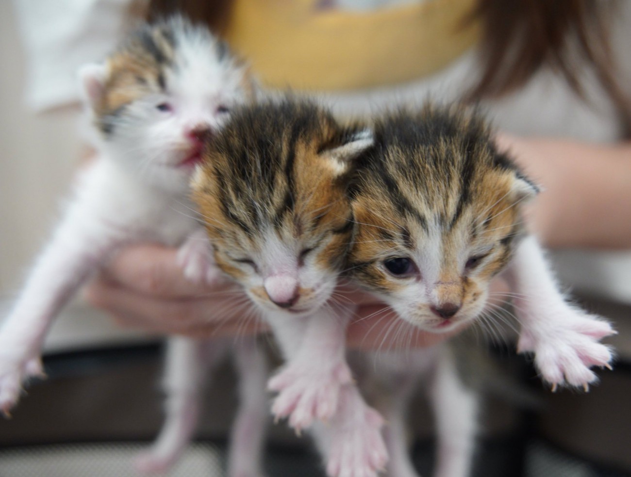 3匹の赤ちゃん猫