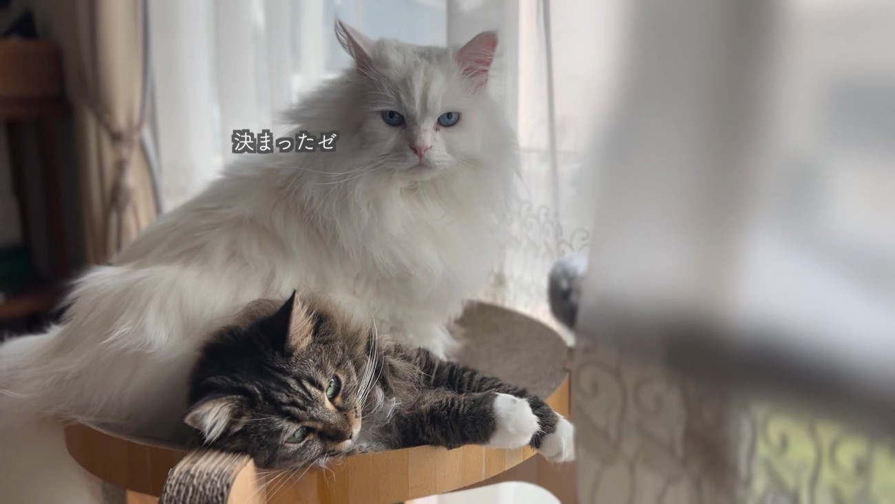 横になる猫と座る猫