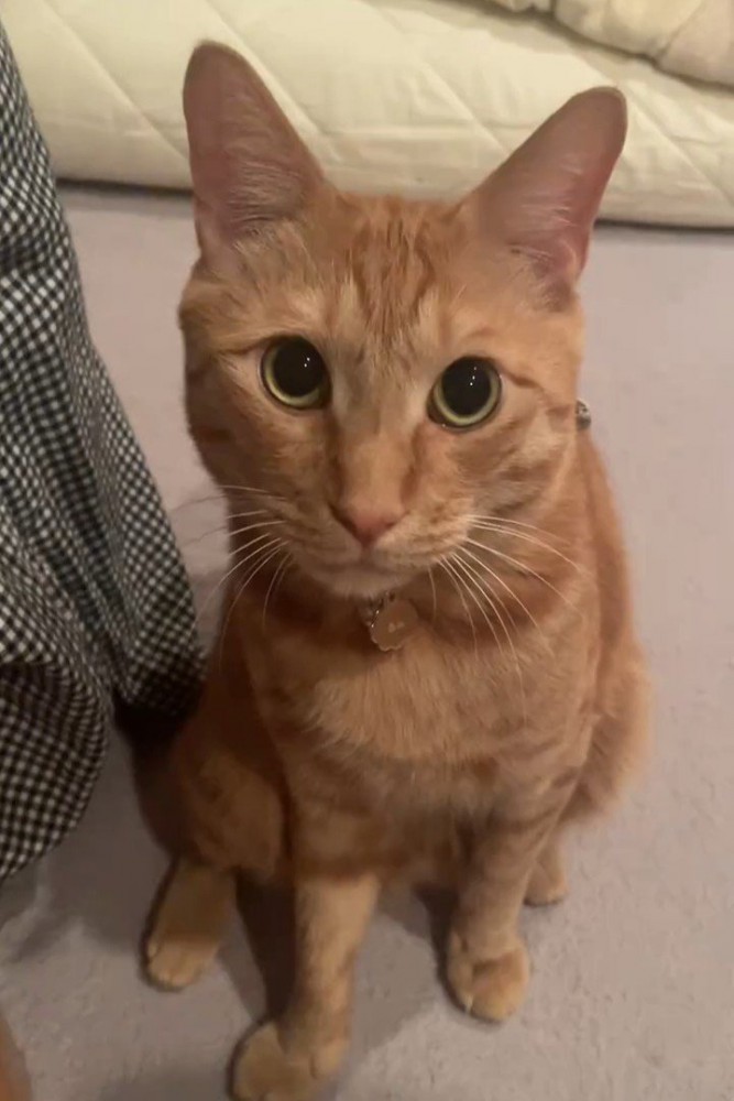 座ってカメラ目線の猫