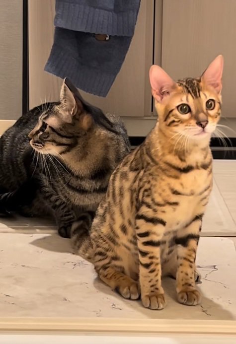 飼い主のお風呂の出待ちをするキジトラとベンガル